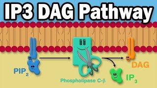 IP3 DAG Calcium Pathway [upl. by Ayila]