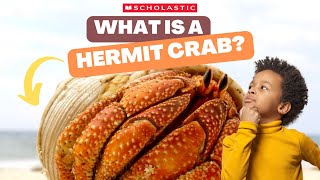 HERMIT CRAB 🦀 Facts for Kids  HERMIT CRABS Live in SHELLS 🐚 [upl. by Finnie]