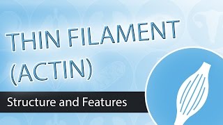 Thin Filaments and Actin Structure [upl. by Dorelia]