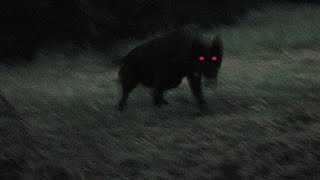 Creepy Sightings Of Hellhounds In England [upl. by Ree]