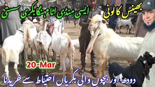 bhains colony Bakra mandi latest update 20Mar2024 bakra mandi goat farm visit gulabi kamorteddy [upl. by Idnahc]