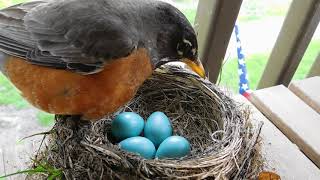 Robin Birds eggs well guarded by Mama Robin Bird May 15 2017 Day 7th [upl. by Audsley]