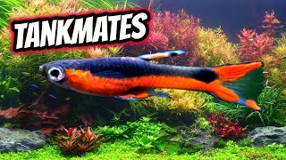 Top 6 Endlers Livebearer Tankmates [upl. by Irpak]