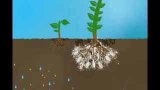 Mycorrhizae Helps Reduce Nutrient Run Off [upl. by Everest799]