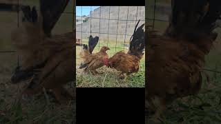 Pair Of Serama Bantam rooster breeding bantam [upl. by Tench]