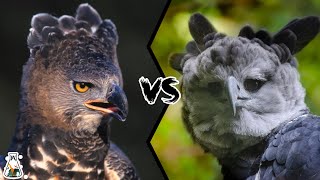 CROWNED EAGLE VS HARPY EAGLE  Which is The Strongest [upl. by Lahpos]