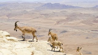 Ibex nubio  Montanhas e penhascos  Israel e oriente médio [upl. by Sergio396]