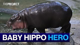 Baby Pygmy Hippo Becomes Global Sensation [upl. by Ennazus]