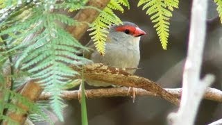 Australian Bird  Redbrowed Finch [upl. by Nalani]