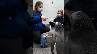 Playing with penguins at the Detroit Zoo [upl. by Fredrick]