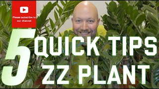 3 EASY Ways To Propagate Your ZZ Plant [upl. by Wyler819]