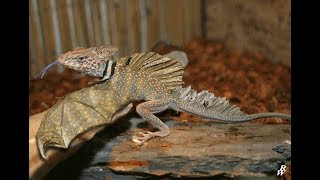 Top 5 Reptiles mas raros del mundo CUARTO DE REPTILES [upl. by Mehelhteb667]