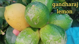 gandharaj lemon plants [upl. by Harshman774]