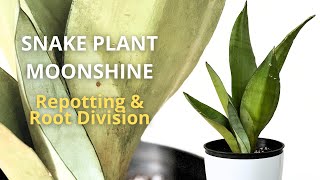 Snake Plant Moonshine Repotting  Snake Plant Propagation By Root Division [upl. by Lindo]