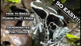 How To Breed Poison Dart Frogs Dendrobates Tinctorius [upl. by Anaes]