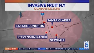 Southern California neighborhood under quarantine due to invasive fly species [upl. by Diandre]