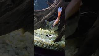 Gulper Catfish Eats HUGE Goldfish 😮 gulpercatfish [upl. by Olemrac]