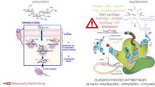 CLASSIFICATION DES ANTIBIOTIQUES  2è Partie  MACROLIDES  AMINOSIDES  CYCLINES [upl. by Adey]