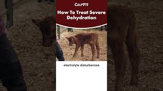 How do you treat severe dehydration in young calves calving beef cattle calf911 beefcattle [upl. by Ahsilyt]