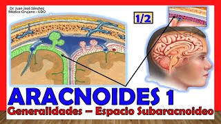 🥇 ARACNOIDES 12 Meninges  Generalidades Espacio Subaracnoideo ¡Explicación Sencilla [upl. by Enyrb]