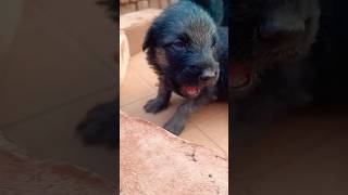 baccha baccha kabhojpuri viral shortvideo trending doglover 🥺🥺🥺🥺🥺 [upl. by Mcripley938]