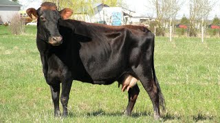 Canadienne Dairy Cattle  Rugged Black Jersey [upl. by Yeznil]