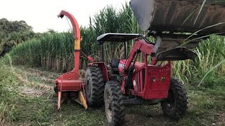 Trator massey ferguson 255 com ensiladeira menta no corte do capim açu [upl. by Lemaj]