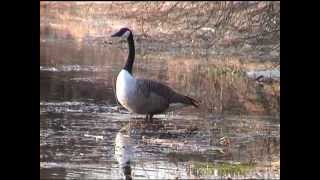 KANADAGÅS Canada Goose Branta canadensis Klipp  661 S  41 [upl. by Ahcila]