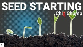 Chilli Pepper Seed Starting  Episode 1 [upl. by Kaliski]