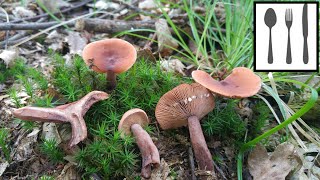 Mleczaj kamforowyÂ Lactarius camphoratus Gliwice 14062018 [upl. by Bekaj]