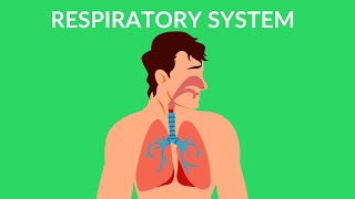 Respiratory System  How we breathe  Video for kids [upl. by Thorne794]