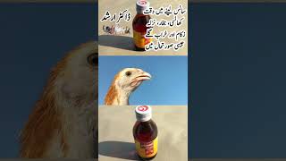 Catarrh Cough Labored breathing Cold Flu Sneezing and Fever Treatment in Poultry Birds [upl. by Los]