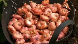 How to plant Gladioli in bedswmv [upl. by Anirhtak]