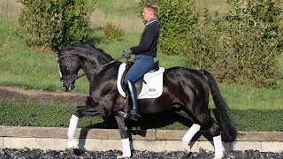 sold  Stallion by Rotspon 2009 [upl. by Annabela]