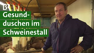 Schweine duschen gegen Krankheiten im Schweinestall Antibiotika vermeiden  Unser Land  BR [upl. by Innus]