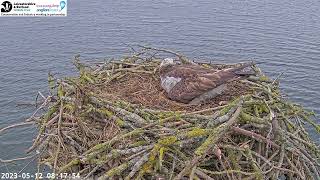 First Manton Bay Chick Hatched [upl. by Voltmer966]