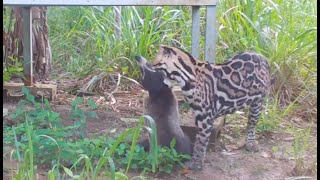 Ocelot vs Coati  Osa Conservation [upl. by Eeimaj]