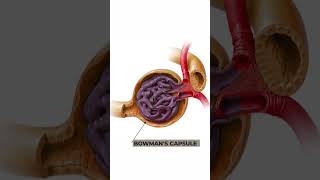 Structure and Function of Nephron Anatomy and physiology of Nephron 3danimation nephronstructure [upl. by Natsuj788]