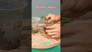 How to make shito bonsai full check description [upl. by Iaka]