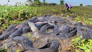 Top fishing skill catch a lot of fish by hand at field Catch fish a lot Unique Fishing Skill [upl. by Wendeline702]