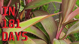 How to grow Cordyline Ti Plants from cuttings [upl. by Ki]