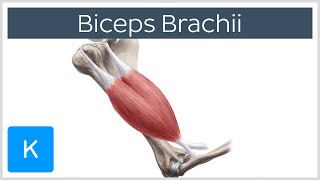 Biceps Brachii Muscle  Origins amp Actions  Human Anatomy  Kenhub [upl. by Ecirehs]