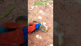 nature рысь cuộc c hiến bìm bịp và rắn hổ mang 2028birds cobra viralvideo shorts funny like [upl. by Sluiter]