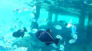 Best of Embudu Village snorkeling Maldives [upl. by Kolosick]