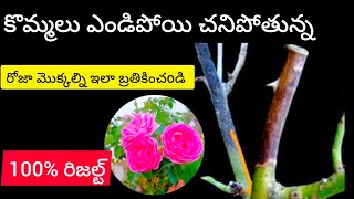 Rose dieback disease causes and treatment in telugu [upl. by Johnston854]