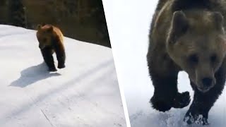 Un skieur est poursuivi par un ours Personne ne se doute de ce que lanimal va faire ensuite [upl. by Ynnam]