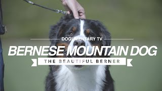 ALL ABOUT THE BERNESE MOUNTAIN DOG [upl. by Ajit]