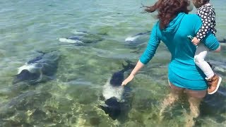 Panda dolphin spotted at Berthas Beach in Falkland Islands [upl. by Feinstein]