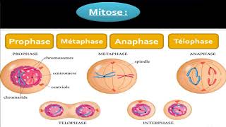 Biologie cellulaire  La Mitose [upl. by Sayette]