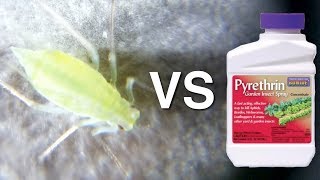 Aphid vs Pyrethrin [upl. by Ahsercul]